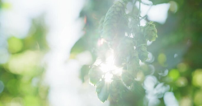 Close up of biological hop flowers on plants ready to be harvested for further use of high quality beer production in ecological craft brewery.