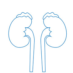 Human kidneys, excretory system. Icon, linear vector illustration