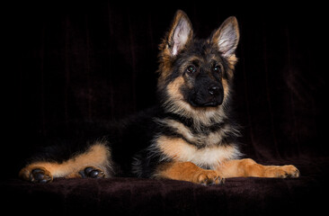 fluffy german shepherd puppy looking
