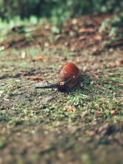 The snail is walking along the path in the park