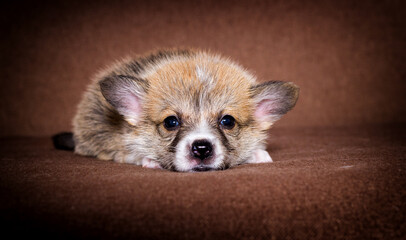 Obraz premium mały rudy szczeniak welsh corgi