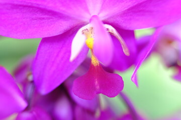 close up of a pink orchid