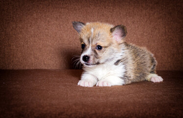 small ginger welsh corgi puppy