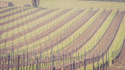 Weinberge bei Traiskirchen