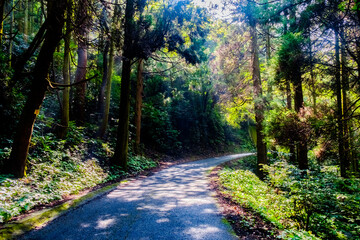 Obraz premium footpath in the forest near Onbara fall, Beppu, Japan