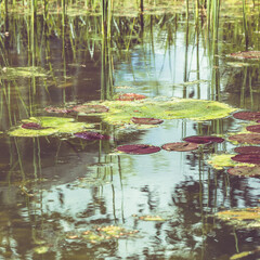 Teich