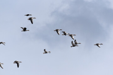 Fototapeta premium Wildgänse im Flug