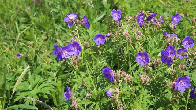 Geranium pratense or meadow geranium. A blue flower grows in a meadow. Flowers sway in the wind.