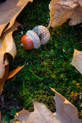 
acorn on moss in autumn forest for background and text