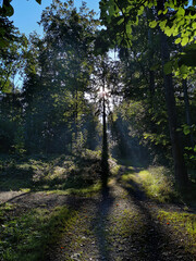 sunrise during a foggy day in a forrest with sun rays.. With copy