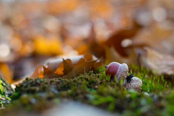 acorns green moss and autumn leaves