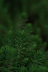 Small green pine grows in the garden