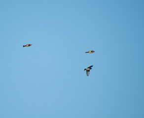 Three Goldfinches in flight on a clear sunny day