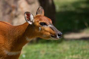 Sitatunga