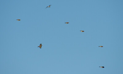 Goldfinches flying  like darts in flights on a clear sunny day