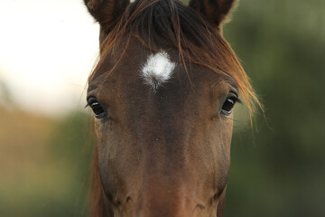 Horse gentle eyes