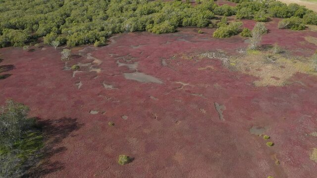 Aerial view of a wetland and mangrove area with water holes and red vegetation. This is an important area for animals and plants growth and reproduction. Those areas are threaten by industrialisation