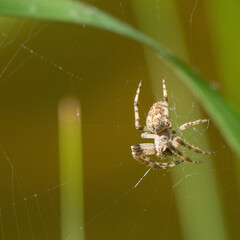 Spinne