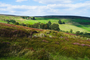 Fototapeta na wymiar North York Moors with heather in bloom, fields, under blue sky. Glaisdale, UK.