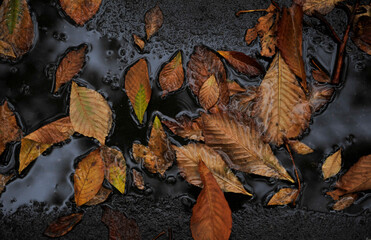The autumn leaves in puddle