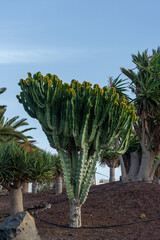 Kaktus in Morro Jable, Fuerteventura, Kanaren, Spanien