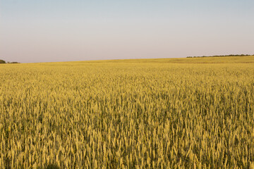  Agriculture. Grain field against the blue sky