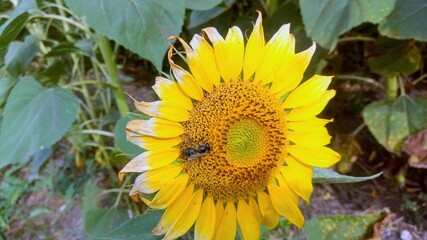 Obraz premium sunflower and bee