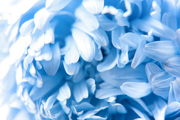 Close up of blue flower aster with blue petals for background or texture