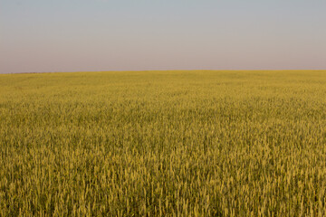 Agriculture. Grain field against the sunset sky. 