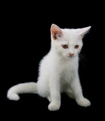 Adorable small white kitten isolated on black