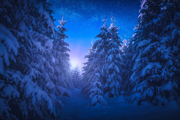 Alpine forest in a moonlight - 376197079