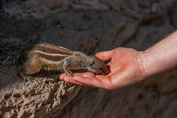 Nordafrikanisches Borstenhörnchen, Ajuy, Fuerteventura, Spanien