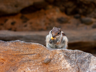 Nordafrikanisches Borstenh&ouml;rnchen, Ajuy, Fuerteventura, Spanien
