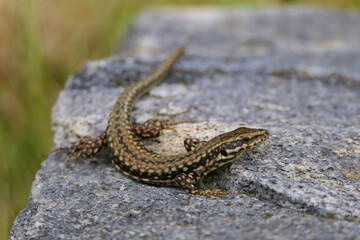 The common or European wall lizard  lies on a stone and looks for prey