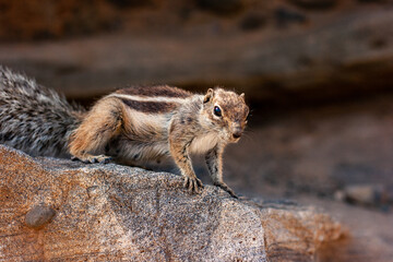 Nordafrikanisches Borstenhörnchen, Ajuy, Fuerteventura, Spanien