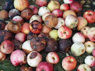 Food waste, a bunch of rotting apples. Apples falling from the tree into the green grass.
