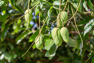 Fototapeta premium Green mango fruits hanging down from its tree