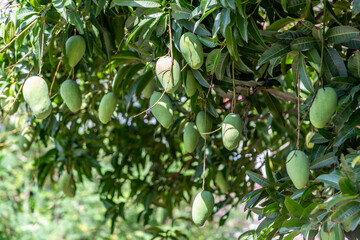 Green mango fruits hanging down from its tree