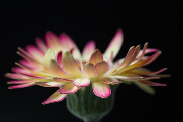 花flower