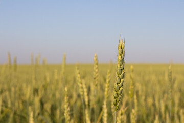  Ears of rye, cereal field against the blue sky. Agriculture