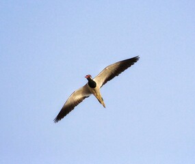 Obraz premium Lapwing in flight near Veer Dam