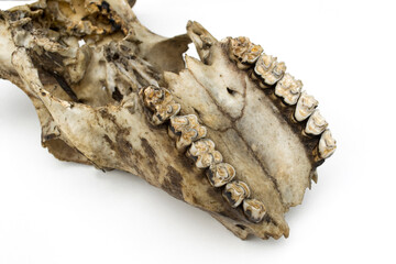 Naklejka premium Animal skull isolated on white background, cow skull.