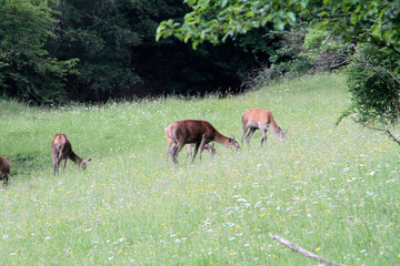 Hirschkuehe, Weibliche Hirsche, Hirsche, Cervidae. Die Tiere aesen am Waldrand. Bergwiesen, Thueringen, Deutschland, Europa