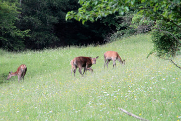 Hirschkuehe, Weibliche Hirsche, Hirsche, Cervidae. Die Tiere aesen am Waldrand. Bergwiesen, Thueringen, Deutschland, Europa