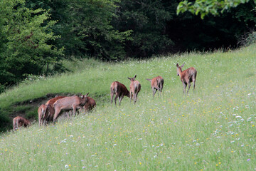 Hirschkuehe, Weibliche Hirsche, Hirsche, Cervidae. Die Tiere aesen am Waldrand. Bergwiesen, Thueringen, Deutschland, Europa