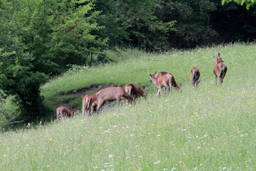 Hirschkuehe, Weibliche Hirsche, Hirsche, Cervidae. Die Tiere aesen am Waldrand. Bergwiesen, Thueringen, Deutschland, Europa