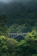 Fototapeta na wymiar Brücke im Dschungel - Madeira
