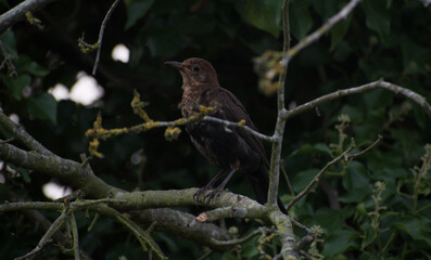 Fledgling blackbird in a tree, with a background of twigs and leaves. 