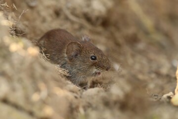 bank vole sitting on the ground. Myodes glareolus. 