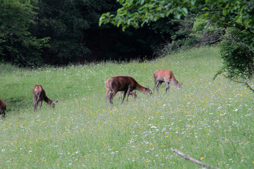 Hirschkuehe, Weibliche Hirsche, Hirsche, Cervidae. Die Tiere aesen am Waldrand. Bergwiesen, Thueringen, Deutschland, Europa